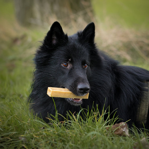 Beads4Pets | Yak Churpi